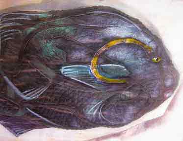  “Fish” 11 x 14 inches, mixed media - ©2004 Maria Sky, All Rights Reserved <p>Nev'dull mixed media of a fish.</p>