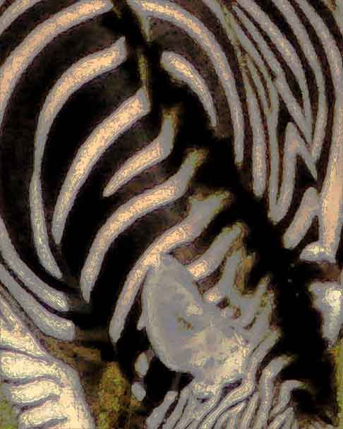  “Zebra” altered photo ©2017 Maria Sky, All Rights Reserved - Zebra stripes</p>