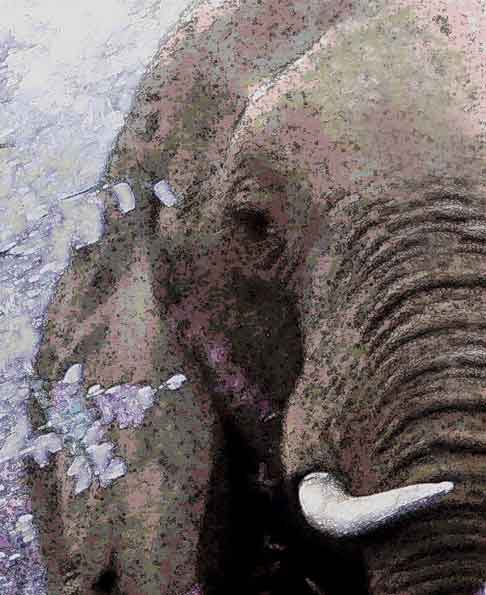  “Elephand” altered photo ©2017 Maria Sky, All Rights Reserved - Close up of Elephant</p>