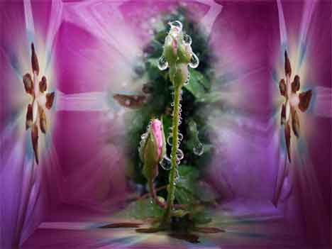  “Two Roses” altered photo ©2017 Maria Sky, All Rights Reserved - Two roses covered in morning dew inside a “mirrored” pink box</p>