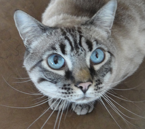  “Blue eyed cat” animal ©2007 Maria Sky, All Rights Reserved<br><p>A blue eyed cat looking up at me