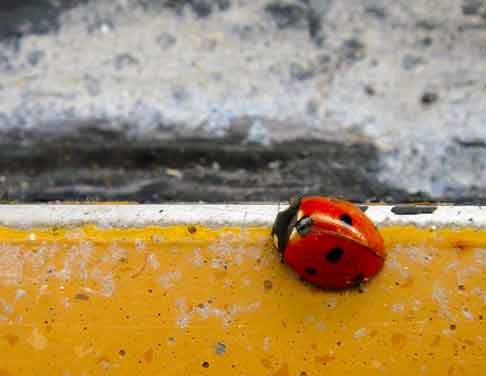  “Lovely Ladybug” insects ©2015 Maria Sky, All Rights Reserved<br><p>One lone lovely ladybug on the curb.