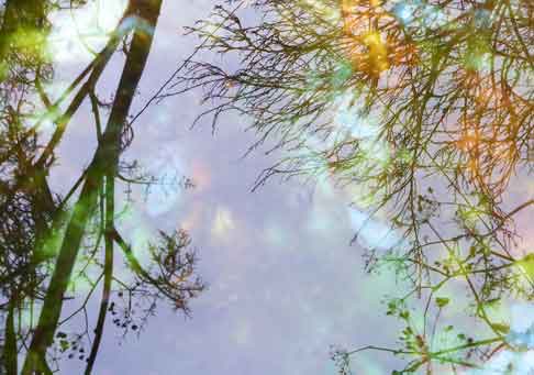  “Reflection ” landscape/nature ©2013 Maria Sky, All Rights Reserved<br><p>Reflection of trees upon a large water puddle.