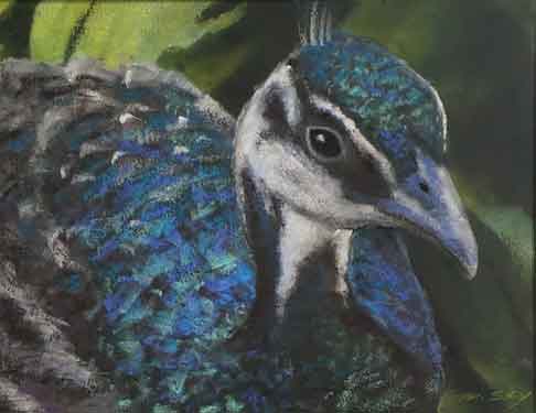  “Peacock”14x16 in., chalk pastel - ©2020 Maria Sky, All Rights Reserved  <p><em>Displayed at Russian Cultural Center - Art Gallery</em><p>A chalk pastel drawing, based on a photo I had taken, of a peacock that was just turning his head.</p>