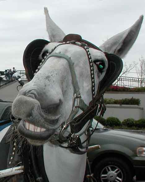 “Big Smile” Photography - ©2006 Maria Sky, All Rights Reserved <p>As my daughter and I walked around the city, I took a photo of this grinning horse alongside one of the main streets of New Orleans.</p>