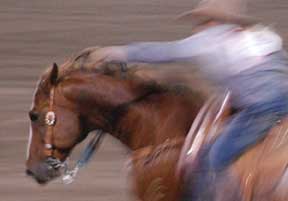 rodeo horse