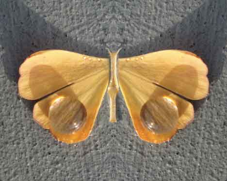  &ldquo;I'm Really a Leaf&rdquo;altered photo - &copy;2014 Maria Sky, All Rights Reserved <p>One morning I noticed a yellow leaf with one drop of water on it. I took a photo and mirrored the image. It was entered in the Manipulated Photos San Mateo Fine Art Exhibition. The leaf fooled judges who thought it was an actual photo of a real moth and moved it into the Still Life Category.</p>
