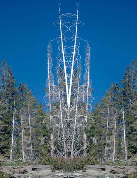  &ldquo;Man of the Forest&rdquo; altered photo &copy;2013 Maria Sky, All Rights Reserved - While traveling in Yellowstone National Park, the stark white trees were quite impressive. Later I mirrored to image to create this &ldquo;Man of the Forest&rdquo;</p><p>Private Collections - Signed limited editions: e.v. 1/10 San Francisco, California</p>