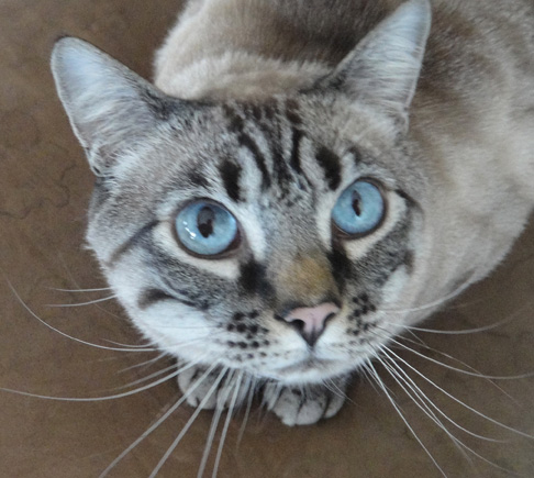  &ldquo;Blue eyed cat&rdquo; animal &copy;2007 Maria Sky, All Rights Reserved<br><p>A blue eyed cat looking up at me