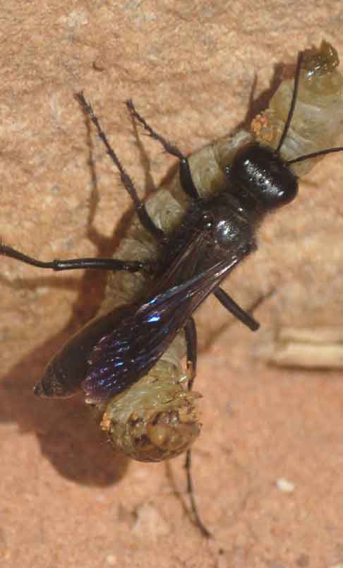  &ldquo;Bringing home dinner&rdquo; insects &copy;2015 Maria Sky, All Rights Reserved<br><p>Bug bringing home dinner