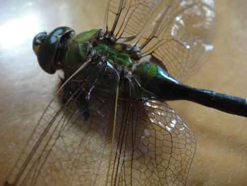  &ldquo;Lovely Dragonfly&rdquo; insects &copy;2015 Maria Sky, All Rights Reserved<br><p>Dragonfly