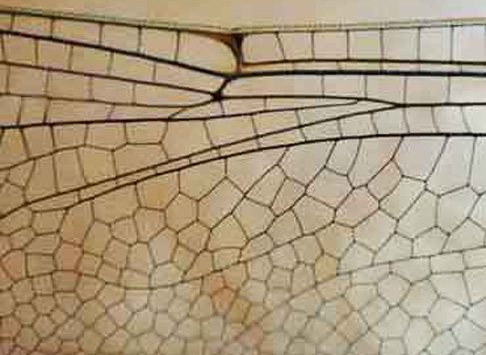  &ldquo;Lovely Dragonfly&rdquo; insects &copy;2015 Maria Sky, All Rights Reserved<br><p>Dragonfly