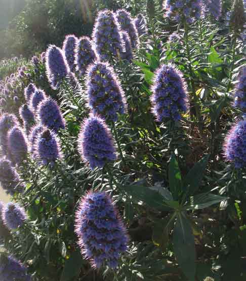  &ldquo;Purple&rdquo; landscape/nature &copy;2013 Maria Sky, All Rights Reserved<br><p>Purple flowers set against green foliage.
