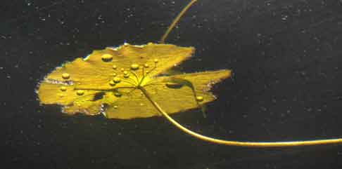  &ldquo;Yellow&rdquo; landscape/nature &copy;2013 Maria Sky, All Rights Reserved<br><p>Yellow waterlily leave