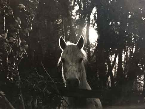  &ldquo;Horse&rdquo; animal &copy;2007 Maria Sky, All Rights Reserved<br><p>Horse backlit with the setting sun.