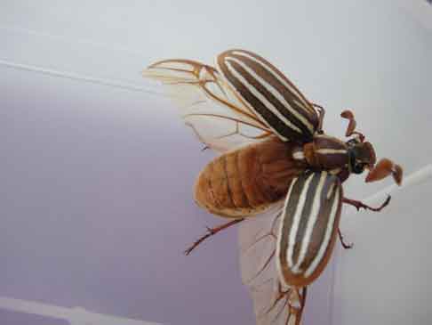  &ldquo;Striped Bug&rdquo; people &copy;2016 Maria Sky, All Rights Reserved<br><p>Striped bug</p> 