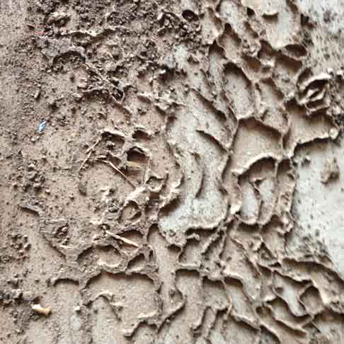  &ldquo;Termite Path&rdquo; photography &copy;2015 Maria Sky, All Rights Reserved - Something I saw laying on the ground.</p>