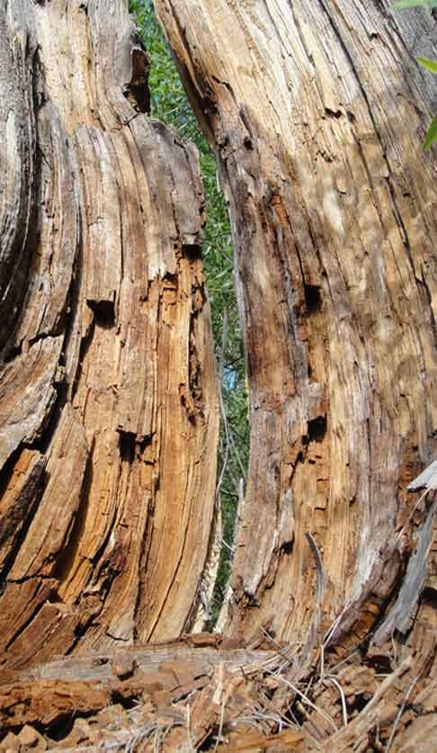  &ldquo;Tree Trunk&rdquo; photography &copy;2015 Maria Sky, All Rights Reserved - Split tree trunk</p>